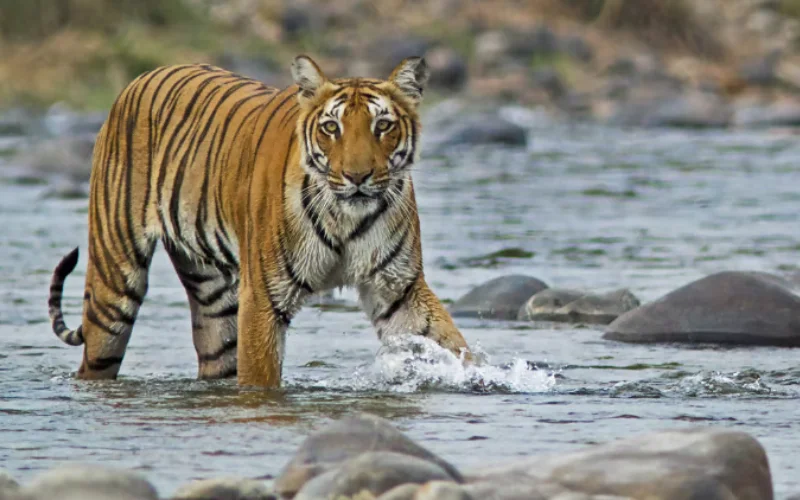 Amazing Wild Life and Nainital Tour-3N/4D