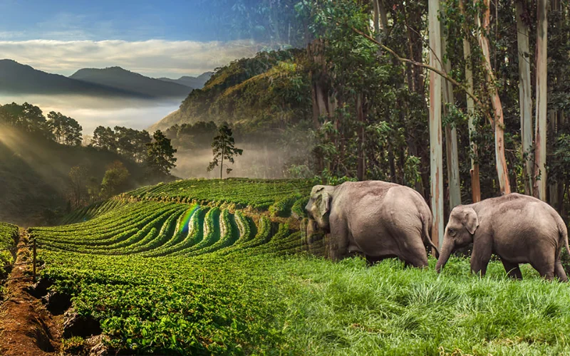 Delightful Kerala Tour-6N/7D